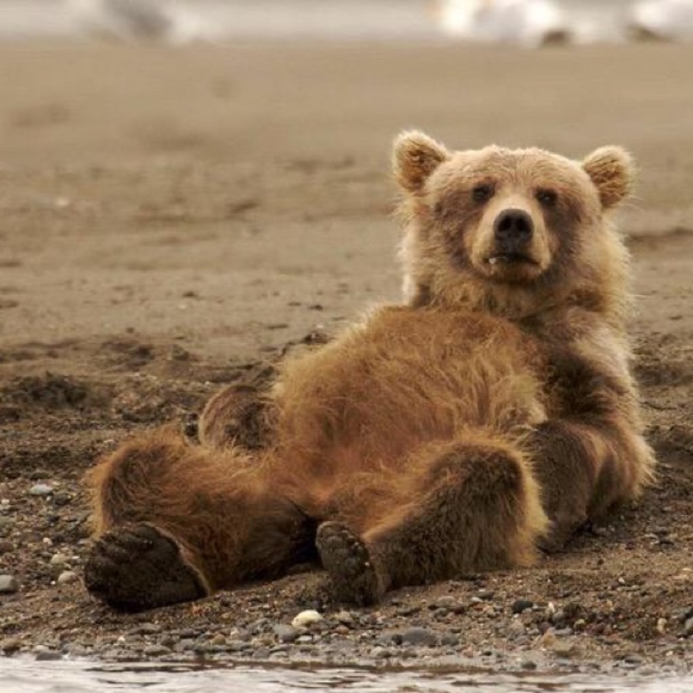 Meet your Posher, Molly